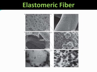 Elastomeric Fiber
 