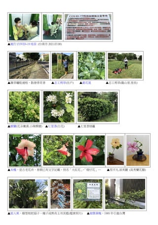 132 Press Conference Of The Council Of Agriculture Lanyu Pigs Have B