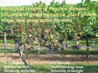 Biological control of Pierce’s disease: Influence of grape genotype, plant growth stage, and geographic location D. L. Hopkins  Mid-Florida REC University of Florida Phil Brannen Plant Pathology Dept. University of Georgia   