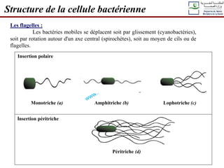 Structure de la cellule bactérienne
Les flagelles :
Les bactéries mobiles se déplacent soit par glissement (cyanobactéries),
soit par rotation autour d'un axe central (spirochètes), soit au moyen de cils ou de
flagelles.
Insertion polaire
Insertion péritriche
Péritriche (d)
Monotriche (a) Amphitriche (b) Lophotriche (c)
 