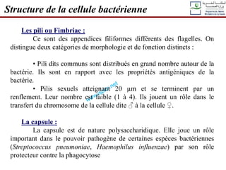 Les pili ou Fimbriae :
Ce sont des appendices filiformes différents des flagelles. On
distingue deux catégories de morphologie et de fonction distincts :
• Pili dits communs sont distribués en grand nombre autour de la
bactérie. Ils sont en rapport avec les propriétés antigéniques de la
bactérie.
• Pilis sexuels atteignant 20 µm et se terminent par un
renflement. Leur nombre est faible (1 à 4). Ils jouent un rôle dans le
transfert du chromosome de la cellule dite ♂ à la cellule ♀.
La capsule :
La capsule est de nature polysaccharidique. Elle joue un rôle
important dans le pouvoir pathogène de certaines espèces bactériennes
(Streptococcus pneumoniae, Haemophilus influenzae) par son rôle
protecteur contre la phagocytose
Structure de la cellule bactérienne
 