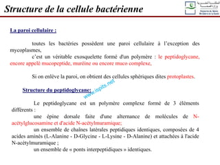 Structure de la cellule bactérienne
La paroi cellulaire :
toutes les bactéries possèdent une paroi cellulaire à l’exception des
mycoplasmes,
c’est un véritable exosquelette formé d'un polymère : le peptidoglycane,
encore appelé mucopeptide, muréine ou encore muco complexe,
Si on enlève la paroi, on obtient des cellules sphériques dites protoplastes.
Structure du peptidoglycane:
Le peptidoglycane est un polymère complexe formé de 3 éléments
différents :
une épine dorsale faite d'une alternance de molécules de N-
acétylglucosamine et d'acide N-acétylmuramique;
un ensemble de chaînes latérales peptidiques identiques, composées de 4
acides aminés (L-Alanine - D-Glycine - L-Lysine - D-Alanine) et attachées à l'acide
N-acétylmuramique ;
un ensemble de « ponts interpeptidiques » identiques.
 