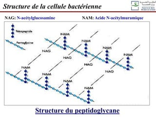 Structure de la cellule bactérienne
Structure du peptidoglycane
NAG: N-acétylglucosamine NAM: Acide N-acétylmuramique
 