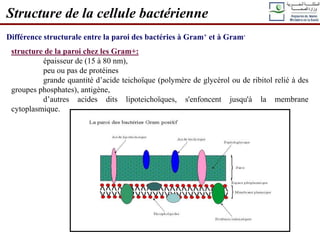 Différence structurale entre la paroi des bactéries à Gram+ et à Gram-
Structure de la cellule bactérienne
structure de la paroi chez les Gram+:
épaisseur de (15 à 80 nm),
peu ou pas de protéines
grande quantité d’acide teichoïque (polymère de glycérol ou de ribitol relié à des
groupes phosphates), antigène,
d’autres acides dits lipoteichoïques, s'enfoncent jusqu'à la membrane
cytoplasmique.
 