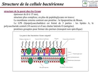 Structure de la cellule bactérienne
structure de la paroi chez les Gram-
épaisseur de (6 à 15 nm),
structure plus complexe, en plus de peptidoglycane on trouve:
La membrane externe contient une protéine : la lipoprotéine de Braun.
Le LPS (lipopolysacchadides) est formé de 3 parties : les lipides A, le
polysaccharide central (10 sucres) et d’une chaîne latérale O (antigène)
protéines groupées pour former des porines (transport non spécifique)
 