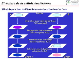 Structure de la cellule bactérienne
Rôle de la paroi dans la différentiation entre bactéries Gram+ et Gram-
 