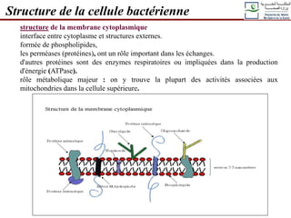 structure de la membrane cytoplasmique
interface entre cytoplasme et structures externes.
formée de phospholipides,
les perméases (protéines), ont un rôle important dans les échanges.
d'autres protéines sont des enzymes respiratoires ou impliquées dans la production
d'énergie (ATPase).
rôle métabolique majeur : on y trouve la plupart des activités associées aux
mitochondries dans la cellule supérieure.
Structure de la cellule bactérienne
 
