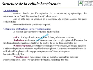 Structure de la cellule bactérienne
Le mésosome :
structure formée par l’invagination de la membrane cytoplasmique. Le
mésosome est en étroite liaison avec le matériel nucléaire.
joue un rôle dans sa division et la naissance du septum séparant les deux
cellules filles.
joue un rôle dans la synthèse de la paroi.
Cytoplasme et structures intra-cytoplasmiques :
Le matériel cellulaire intracellulaire peut contenir :
• ARN ; il s’agit des ribosomes, sites de biosynthèse des protéines,
• inclusions. renfermant des substances de réserve, glycogène, de l’amidon, des
lipides parfois chez certaines bactéries du soufre, du fer ou des phosphates, etc.
• Chromatophores, : chez les bactéries photosynthétiques, au niveau desquels
s’effectue la photosynthèse sont appelés chromatophores. Leur structure est différente de
celle des chloroplastes et leurs pigments photosynthétiques sont appelés
bactériochlorophylles
• Vacuoles à gaz. Rencontrées chez les cyanobactéries et les bactéries
photosynthétiques. Elles leur servent de flotteurs à la surface de l’eau ;
 