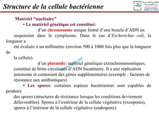 Matériel "nucléaire"
• Le matériel génétique est constitué:
d’un chromosome unique formé d’une boucle d’ADN en
suspension dans le cytoplasme. Dans le cas d’Escherichia coli, la
longueur a
été évaluée à un millimètre (environ 500 à 1000 fois plus que la longueur
de
la cellule).
d’un plasmide: matériel génétique extrachromosomiques,
constitué de brins circulaires d’ADN bicaténaire. Il a une réplication
autonome et contenient des gènes supplémentaires (exemple : facteurs de
résistance aux antibiotiques)
• Les spores: certaines espèces bactériennes sont capables de
produire
des spores (structures de résistance lorsque les conditions deviennent
défavorables). Spores à l’extérieur de la cellule végétative (exospores),
spores à l’intérieur de la cellule végétative (endospore).
Structure de la cellule bactérienne
 