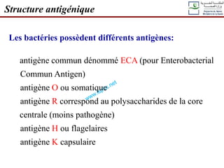 Les bactéries possèdent différents antigènes:
antigène commun dénommé ECA (pour Enterobacterial
Commun Antigen)
antigène O ou somatique
antigène R correspond au polysaccharides de la core
centrale (moins pathogène)
antigène H ou flagelaires
antigène K capsulaire
Structure antigénique
 