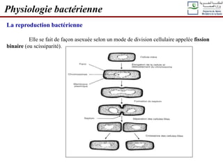 La reproduction bactérienne
Elle se fait de façon asexuée selon un mode de division cellulaire appelée fission
binaire (ou scissiparité).
Physiologie bactérienne
 