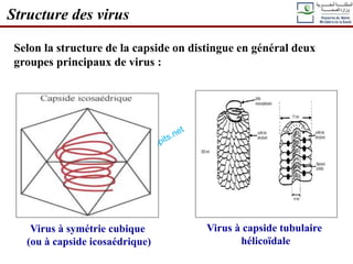 Structure des virus
Selon la structure de la capside on distingue en général deux
groupes principaux de virus :
Virus à symétrie cubique
(ou à capside icosaédrique)
Virus à capside tubulaire
hélicoïdale
 