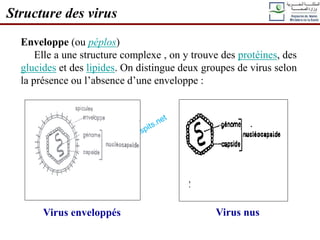 Structure des virus
Enveloppe (ou péplos)
Elle a une structure complexe , on y trouve des protéines, des
glucides et des lipides. On distingue deux groupes de virus selon
la présence ou l’absence d’une enveloppe :
Virus enveloppés Virus nus
 