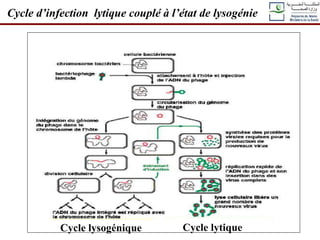 Cycle lysogénique Cycle lytique
Cycle d’infection lytique couplé à l’état de lysogénie
 