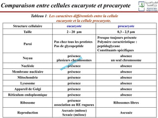 Comparaison entre cellules eucaryote et procaryote
Tableau 1: Les caractères différentiels entre la cellule
eucaryote et la cellule procaryote.
Structure cellulaire eucaryote procaryote
Taille 2 - 20 µm 0,3 - 2,5 µm
Paroi
Pas chez tous les protistes
Pas de glycopeptide
Presque toujours présente
Polymère caractéristique :
peptidoglycane
Constituants spécifiques
Noyau
présence
plusieurs chromosomes
absence
un seul chromosome
Nucléole présence absence
Membrane nucléaire présence absence
Mitochondrie présence absence
Lysosome présence absence
Appareil de Golgi présence absence
Réticulum endoplasmique présence absence
Ribosome
présence
association au RE rugueux
Ribosomes libres
Reproduction
Asexuée (mitose)
Sexuée (méiose)
Asexuée
 