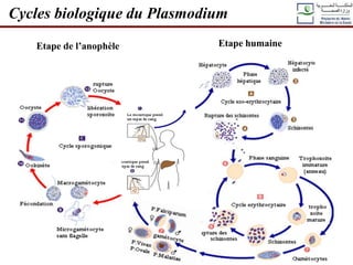 Cycles biologique du Plasmodium
Etape de l’anophèle Etape humaine
 
