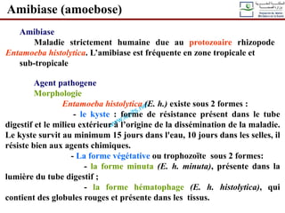 Amibiase (amoebose)
Amibiase
Maladie strictement humaine due au protozoaire rhizopode
Entamoeba histolytica. L’amibiase est fréquente en zone tropicale et
sub-tropicale
Agent pathogene
Morphologie
Entamoeba histolytica (E. h.) existe sous 2 formes :
- le kyste : forme de résistance présent dans le tube
digestif et le milieu extérieur à l’origine de la dissémination de la maladie.
Le kyste survit au minimum 15 jours dans l'eau, 10 jours dans les selles, il
résiste bien aux agents chimiques.
- La forme végétative ou trophozoïte sous 2 formes:
- la forme minuta (E. h. minuta), présente dans la
lumière du tube digestif ;
- la forme hématophage (E. h. histolytica), qui
contient des globules rouges et présente dans les tissus.
 