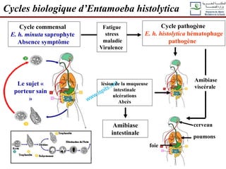 Cycles biologique d’Entamoeba histolytica
Cycle commensal
E. h. minuta saprophyte
Absence symptôme
Le sujet «
porteur sain
»
Cycle pathogène
E. h. histolytica hématophage
pathogène
Fatigue
stress
maladie
Virulence
lésion de la muqueuse
intestinale
ulcérations
Abcès
Amibiase
intestinale
Amibiase
viscérale
poumons
foie
cerveau
 