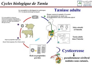 Cycles biologique de Tænia
Œufs ou proglottides
gravides
Tænia adulte
dans l’intestin
Solex attaché
à l’intestin
Tæniase adulte
Cysticercose
pseudotumeur cérébral
nodules sous cutanés.
 