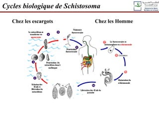 Cycles biologique de Schistosoma
Chez les escargots Chez les Homme
 