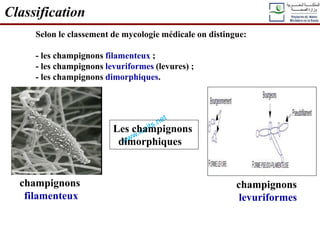 Selon le classement de mycologie médicale on distingue:
- les champignons filamenteux ;
- les champignons levuriformes (levures) ;
- les champignons dimorphiques.
Classification
champignons
filamenteux
champignons
levuriformes
Les champignons
dimorphiques
 