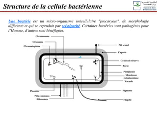 Structure de la cellule bactérienne
Une bactérie est un micro-organisme unicellulaire "procaryote", de morphologie
différente et qui se reproduit par scissiparité. Certaines bactéries sont pathogènes pour
l’Homme, d’autres sont bénéfiques.
.
.
..
Chromosome
Mésosome
Capsule
Paroi
Périplasme
Membrane
cytoplasmique
Flagelle
Plasmide
Pili sexuel
Ribosomes
Chromatophore
Pigments
Vacuole
Grains de réserve
Pilis communs
 