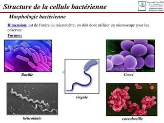 hélicoïdale
Morphologie bactérienne
Dimension: est de l'ordre du micromètre; on doit donc utiliser un microscope pour les
observer.
Formes:
Bacille Cocci
coccobacille
virgule
Structure de la cellule bactérienne
 