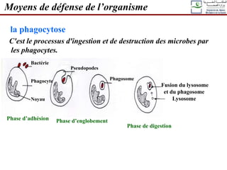 Fusion du lysosome
et du phagosome
Lysosome
Bactérie
Phagocyte
Noyau
Pseudopodes
Phagosome
Phase d’adhésion Phase d’englobement
Phase de digestion
la phagocytose
Moyens de défense de l’organisme
C'est le processus d'ingestion et de destruction des microbes par
les phagocytes.
 