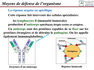 La réponse acquise ou spécifique
Cette réponse fait intervenir des cellules spécialisées:
les lymphocytes B (immunité humorale):
production d’anticorps spécifiques dirigés contre un antigène.
Un anticorps sont des protéines capables de se fixer sur les
protéines étrangères et de détruire le pathogène. On les appelle
également immunoglobulines.
Moyens de défense de l’organisme
Réponse humorale
Structure d’un anticorps
 