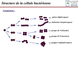 Groupement :
(a)
(b)
(d)
(c)
(e)
paires (diplocoques)
chaînettes (streptocoques)
groupe de 4 (tétrades)
groupe de 8 (sarcines)
grappes (staphylocoques)
Structure de la cellule bactérienne
 