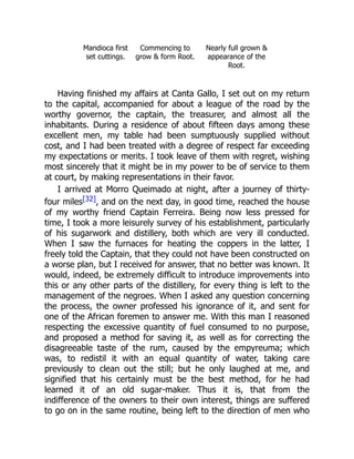 Mandioca first
set cuttings.
Commencing to
grow & form Root.
Nearly full grown &
appearance of the
Root.
Having finished my affairs at Canta Gallo, I set out on my return
to the capital, accompanied for about a league of the road by the
worthy governor, the captain, the treasurer, and almost all the
inhabitants. During a residence of about fifteen days among these
excellent men, my table had been sumptuously supplied without
cost, and I had been treated with a degree of respect far exceeding
my expectations or merits. I took leave of them with regret, wishing
most sincerely that it might be in my power to be of service to them
at court, by making representations in their favor.
I arrived at Morro Queimado at night, after a journey of thirty-
four miles[32], and on the next day, in good time, reached the house
of my worthy friend Captain Ferreira. Being now less pressed for
time, I took a more leisurely survey of his establishment, particularly
of his sugarwork and distillery, both which are very ill conducted.
When I saw the furnaces for heating the coppers in the latter, I
freely told the Captain, that they could not have been constructed on
a worse plan, but I received for answer, that no better was known. It
would, indeed, be extremely difficult to introduce improvements into
this or any other parts of the distillery, for every thing is left to the
management of the negroes. When I asked any question concerning
the process, the owner professed his ignorance of it, and sent for
one of the African foremen to answer me. With this man I reasoned
respecting the excessive quantity of fuel consumed to no purpose,
and proposed a method for saving it, as well as for correcting the
disagreeable taste of the rum, caused by the empyreuma; which
was, to redistil it with an equal quantity of water, taking care
previously to clean out the still; but he only laughed at me, and
signified that his certainly must be the best method, for he had
learned it of an old sugar-maker. Thus it is, that from the
indifference of the owners to their own interest, things are suffered
to go on in the same routine, being left to the direction of men who
 