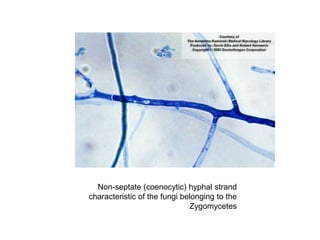 13224312.ppt
