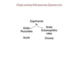 Fungi causing Subcutaneous Zygomycosis.
Zygomycos
is
Order
Mucorales
Order
Entomophtho
rales
Acute Chronic
 