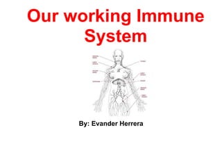 Our working Immune
      System



     By: Evander Herrera
 