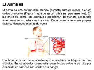 El Asma es  El asma es una enfermedad crónica (persiste durante meses o años) de los bronquios (Figura 1) que cursa con crisis (empeoramientos). En las crisis de asma, los bronquios reaccionan de manera exagerada ante cosas o circunstancias innocuas. Cada persona tiene sus propios factores desencadenantes de asma   Los bronquios son los conductos que conectan a la tráquea con los alvéolos. En los alvéolos ocurre el intercambio de oxígeno del aire por el bióxido de carbono contenido en la sangre 
