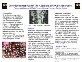 Allorecognition within the Ascidian Botryllus schlosseri
Rebecca Williams and Marie Nydam, Biology Program, Centre College
Introduction
Methods
Results & Discussion
1 De Tomaso, A.W., Nyholm, S.V., Palmeri, K.J., Ishizuka,
W.B., Mitchel, L.K., and Weissman, I.L. 2005. Isolation and
characterization of a protochordate histocompatibility locus.
Nature 438: 454-459.
2 Nydam, M.L., Taylor, A.A., and De Tomaso, A.W. 2012.
Evidence for selection on a chordate histocompatibility
locus. Evolution: International Journal Of Organic Evolution
67: 487-500.
3
http://www.redorbit.com/education/reference_library/scienc
e_1/tunicates/1112518205/star-ascidian-botryllus-
schlosseri/
Several organisms practice
allorecognition, or the ability to
distinguish self from non-self1.
One such organism is the
ascidian Botryllus schlosseri2
(Figure 1). A single locus for B.
schlosseri called FuHC
(Fusion/Histocompatibility)
determines whether interacting
colonies will fuse or not, and this
locus exhibits high
polymorphism1. We are studying
which type of selection maintains
the polymorphism at FuHC.
RNA and cDNA were obtained from
whole B. schlosseri organisms
collected from the English Channel.
Two genes within the FuHC locus that
mediate allorecognition, FuHC Tm and
FuHC sec, were amplified and
prepared for ligation into a pGEM-T
Easy vector. The products were cloned
using Escherichia coli. Clones were
picked using blue/white selection, and
these were lysed to use as a template
for PCR of full length alleles to be
sequenced. The entire sequenced
gene will be edited and used for
population genetic testing to determine
the type of natural selection acting on
the genes.
Literature Cited
Figure 2: Fusion (top arrow) of B. schlosseri1
Figure 1: Individuals of B. schlosseri3
As of December of 2013, the
sequencing of FuHC Tm has been
completed. In the future, FuHC sec
will be sequenced and analysis will
begin on both FuHC Tm and FuHC
sec. Evidence for selection on
FuHC, rather than neutral evolution,
is expected to be seen from the
results of population genetic testing.
We expect this testing to reveal
which type of selection is acting
upon FuHC, and based on previous
research, we hypothesize this to be
balancing selection. In this type of
selection, no one allele is most fit
and polymorphism is maintained2.
 