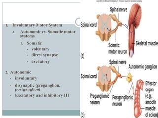 I. Involuntary Motor System
A. Autonomic vs. Somatic motor
systems
1. Somatic
• voluntary
• direct synapse
• excitatory
2. Autonomic
• involuntary
• disynaptic (preganglion,
postganglion)
• Excitatory and inhibitory III
 