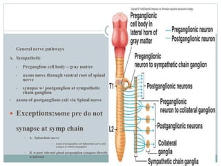 General nerve pathways
A. Sympathetic
• Preganglion cell body – gray matter
• axons move through ventral root of spinal
nerve
• synapse w/ postganglion at sympathetic
chain ganglion
• axons of postganglions exit via Spinal nerve
 Exceptions:some pre do not
synapse at symp chain
 A. Splanchnic nerve
• axons of preganglion exit Splanchnic nerve and
synapse at collateral ganglion
 B. w/post Adrenal gland preganglion synapses directly
w/adrenal
 