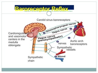 Baroreceptor ReflexCopynfft&Th* McOow-HillCompemM Inc Permissionrequredlor leprodoctonor d<Bplo>
Carotid sinus baroreceptors
vessels
Cardioregulatory
and vasomotor
centers in the
medulla
oblongata
Aortic arch
baroreceptors
Sympathetic
nerves
Sympathetic
chain
 
