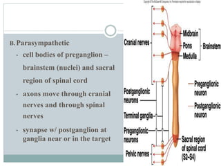 B.Parasympathetic
• cell bodies of preganglion –
brainstem (nuclei) and sacral
region of spinal cord
• axons move through cranial
nerves and through spinal
nerves
• synapse w/ postganglion at
ganglia near or in the target
 