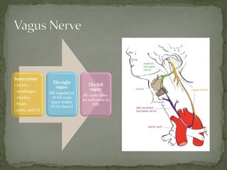 Innervation
- larynx,
- esophagus,
- trachea,
- heart,
- aorta, and GI
The right
vagus:
HR regulation
 SA node
(pace maker
of the heart)
The left
vagus:
AV node (less-
no influence in
HR)
 