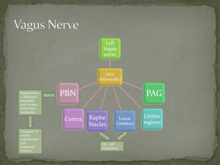 NTS
(bilaterally)
Left
Vagus
nerve
PAG
Limbic
regions
Locus
Cereleus
Raphe
Nuclei
Cortex
PBNhypothalamu
s, thalamus,
amygdala,
and nucleus
of the stria
terminalis.
Thalamus 
insular,
orbitofrontal,
and
prefrontal
cortices,
NE, 5HT
Projections
 