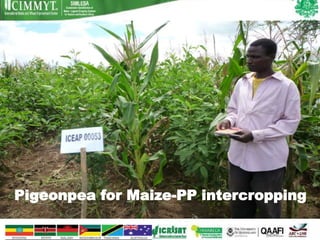 Pigeonpea for Maize-PP intercropping
 