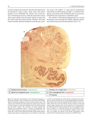 The Human Brainstem Anatomy and Pathology Schröder | PDF