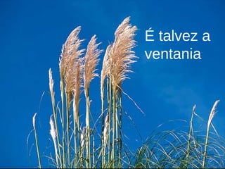 É talvez a ventania 