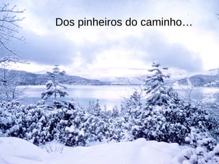 Dos pinheiros do caminho… 