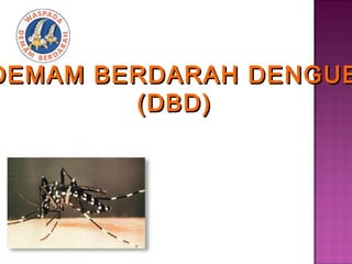 DEMAM BERDARAH DENGUE
        (DBD)
 