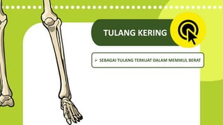 Fungsi tulang pada kaki manusia  | smartpoint