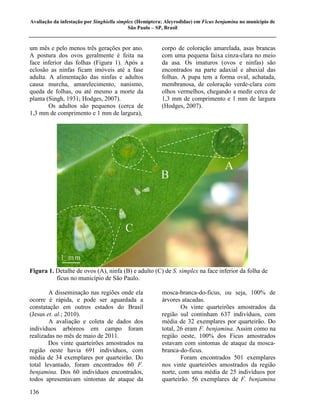 Avaliação da infestação por Singhiella simplex (Hemiptera: Aleyrodidae) em Ficus benjamina no município de
                                            São Paulo – SP, Brasil


um mês e pelo menos três gerações por ano.               corpo de coloração amarelada, asas brancas
A postura dos ovos geralmente é feita na                 com uma pequena faixa cinza-clara no meio
face inferior das folhas (Figura 1). Após a              da asa. Os imaturos (ovos e ninfas) são
eclosão as ninfas ficam imóveis até a fase               encontrados na parte adaxial e abaxial das
adulta. A alimentação das ninfas e adultos               folhas. A pupa tem a forma oval, achatada,
causa murcha, amarelecimento, nanismo,                   membranosa, de coloração verde-clara com
queda de folhas, ou até mesmo a morte da                 olhos vermelhos, chegando a medir cerca de
planta (Singh, 1931; Hodges, 2007).                      1,3 mm de comprimento e 1 mm de largura
        Os adultos são pequenos (cerca de                (Hodges, 2007).
1,3 mm de comprimento e 1 mm de largura),




Figura 1. Detalhe de ovos (A), ninfa (B) e adulto (C) de S. simplex na face inferior da folha de
          fícus no município de São Paulo.

        A disseminação nas regiões onde ela              mosca-branca-do-ficus, ou seja, 100% de
ocorre é rápida, e pode ser aguardada a                  árvores atacadas.
constatação em outros estados do Brasil                          Os vinte quarteirões amostrados da
(Jesus et. al.; 2010).                                   região sul continham 637 indivíduos, com
        A avaliação e coleta de dados dos                média de 32 exemplares por quarteirão. Do
indivíduos arbóreos em campo foram                       total, 26 eram F. benjamina. Assim como na
realizadas no mês de maio de 2011.                       região oeste, 100% dos Ficus amostrados
        Dos vinte quarteirões amostrados na              estavam com sintomas de ataque da mosca-
região oeste havia 691 indivíduos, com                   branca-do-ficus.
média de 34 exemplares por quarteirão. Do                        Foram encontrados 501 exemplares
total levantado, foram encontrados 60 F.                 nos vinte quarteirões amostrados da região
benjamina. Dos 60 indivíduos encontrados,                norte, com uma média de 25 indivíduos por
todos apresentavam sintomas de ataque da                 quarteirão. 56 exemplares de F. benjamina

136
 