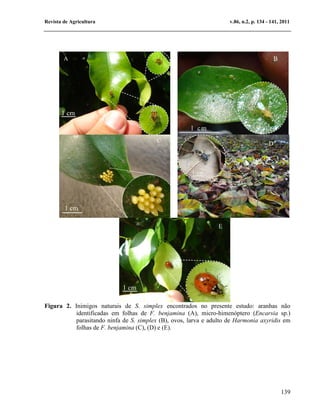 Revista de Agricultura                                               v.86, n.2, p. 134 - 141, 2011




        A                                                                                  B




                                          C
                                                                                       D




                                                                 E




Figura 2. Inimigos naturais de S. simplex encontrados no presente estudo: aranhas não
           identificadas em folhas de F. benjamina (A), micro-himenóptero (Encarsia sp.)
           parasitando ninfa de S. simplex (B), ovos, larva e adulto de Harmonia axyridis em
           folhas de F. benjamina (C), (D) e (E).




                                                                                               139
 